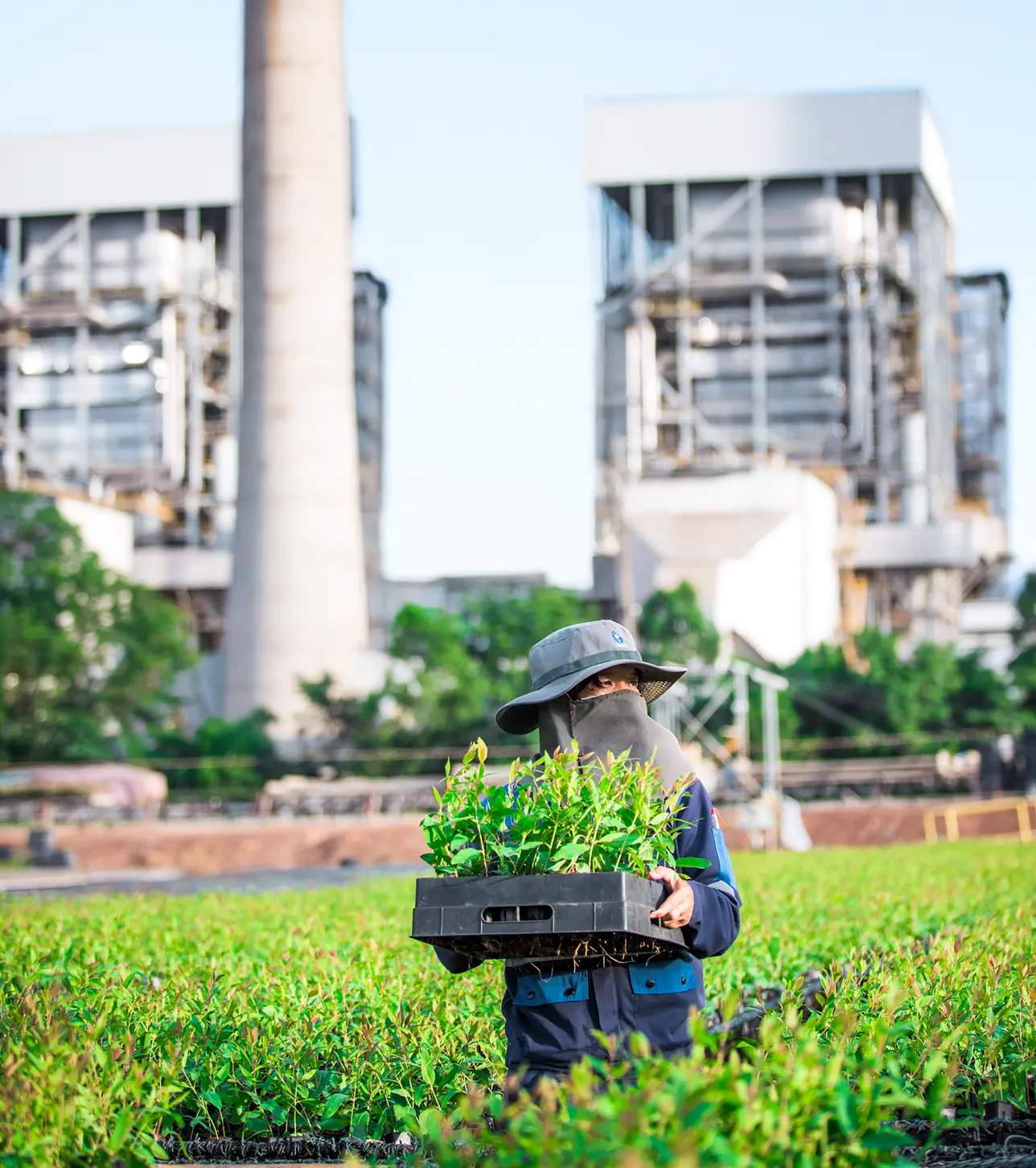 バイオマス発電
