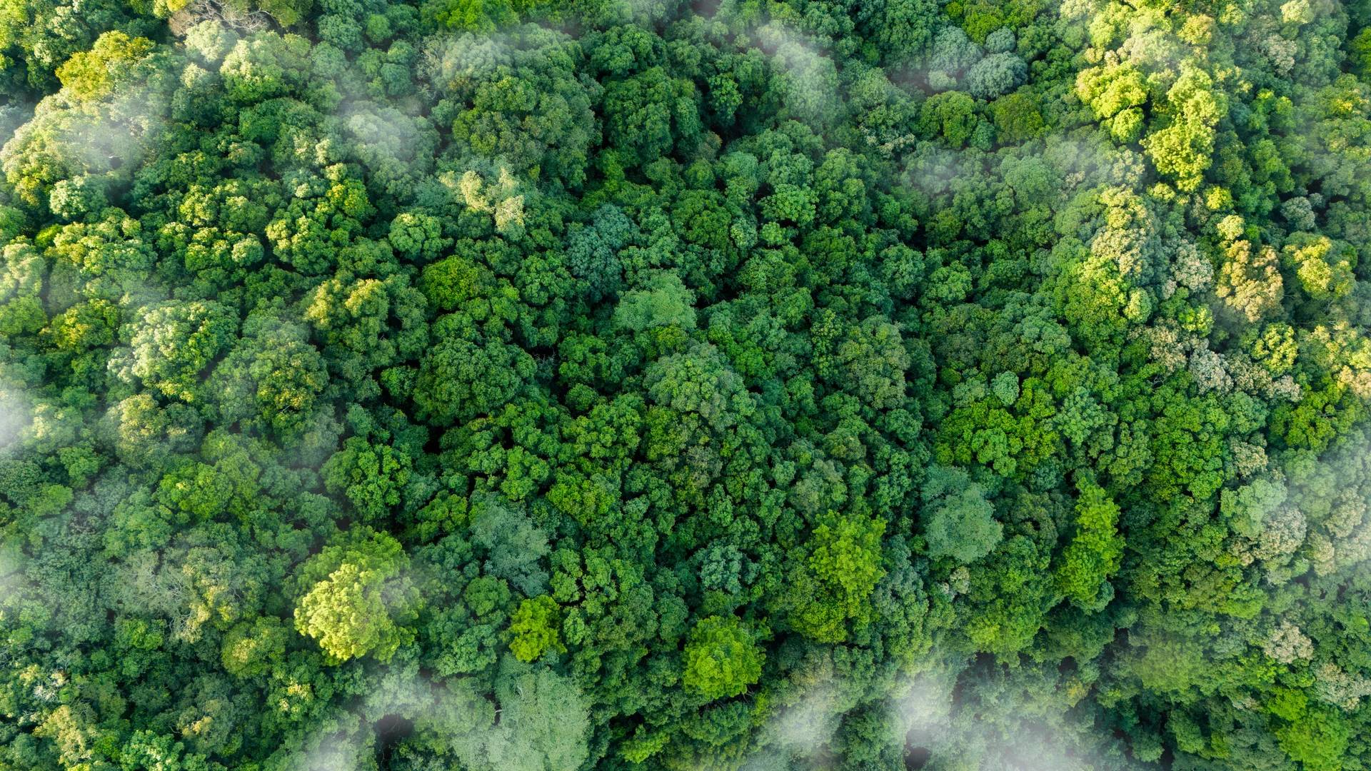 Sustainability Banner Sustainability Banner