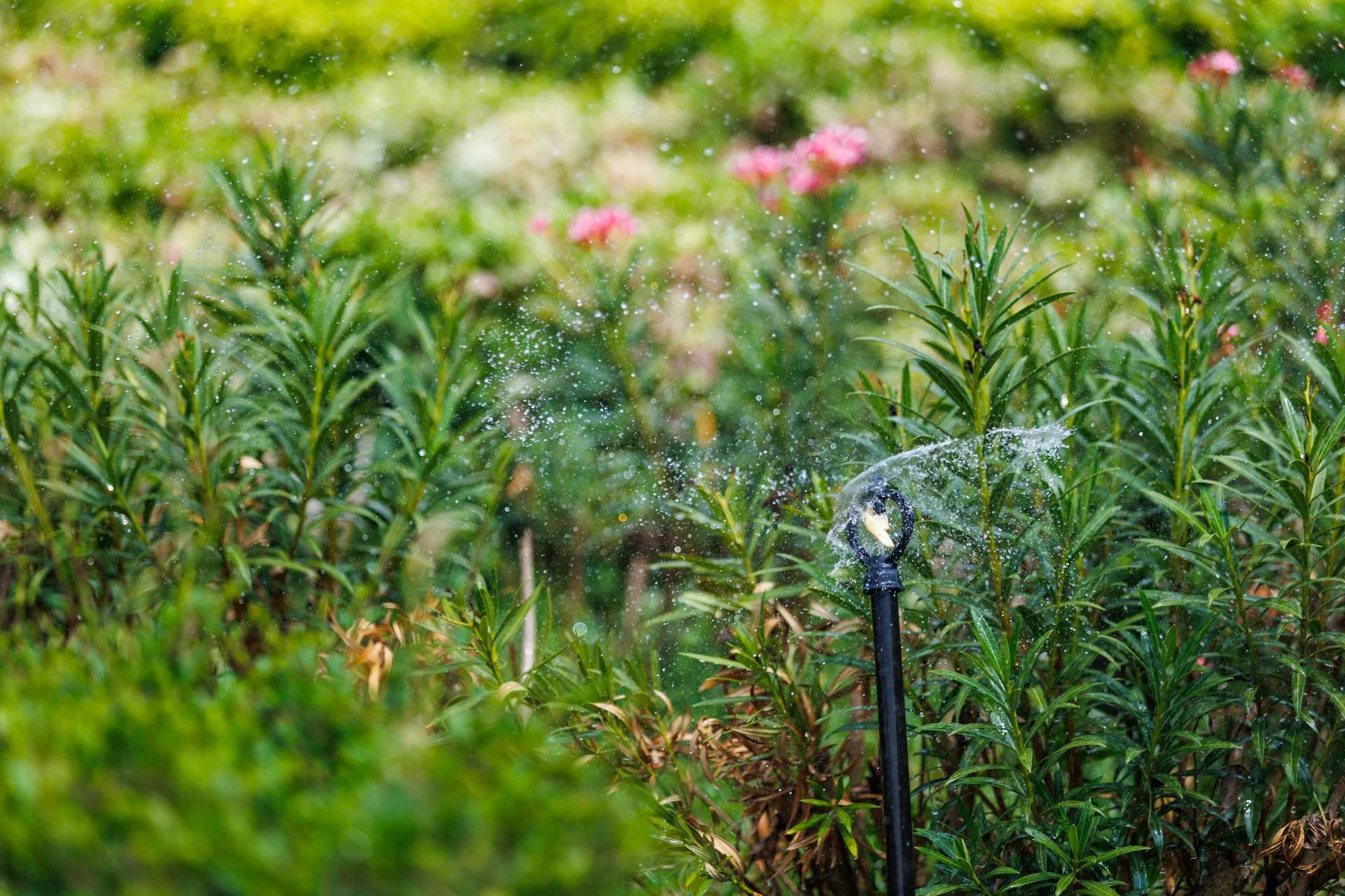 Environmental Sustainability